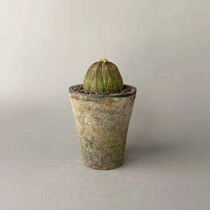 유포르비아 오베사 중대품(지름 5cm이상) 가시없는 실생 아프리카식물 - 빈티지 토분 세트