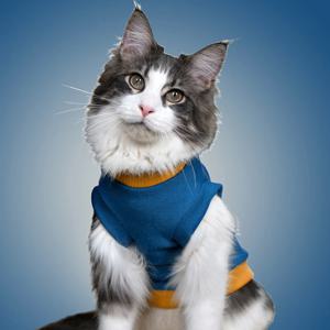 고양이겨울옷 신축성좋은 티셔츠 3colors 아기고양이 뚱냥이 옷