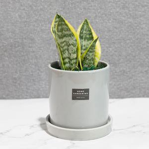슈퍼바 산세베리아_심플원형화분 공기정화식물 미니화분