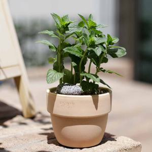 페퍼민트 향기좋은 허브식물 토분 세트