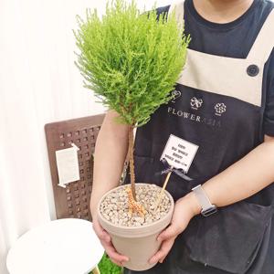 토피어리 율마 토분지름 18 - 율마 기린 토분세트 생일,입학,졸업