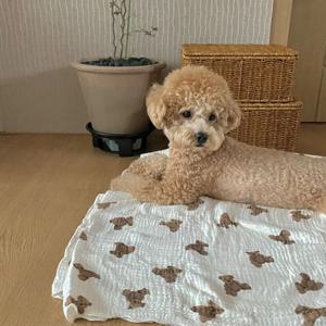강아지블랭킷 강아지이불 애견담요 곰돌이 요루거즈3중 2size