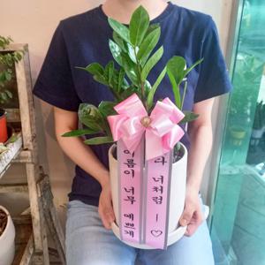 금전수 럭키 지름 15cm 도자기화분세트 - 돈나무 집들이 개업 화분