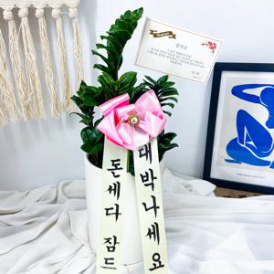 보석금전수 15*20 감사장 택, 부모님선물 인테리어식물 공기정화식물 집들이 결혼 이사