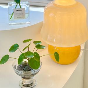 필레아페페 수경식물 습도조절 공기정화 사무실 데스크테리어 미니 화분