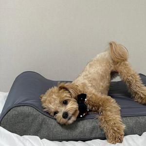 에어코일 커브 매트리스 강아지 방석 매트 마론그레이 알러지케어커버 2 size