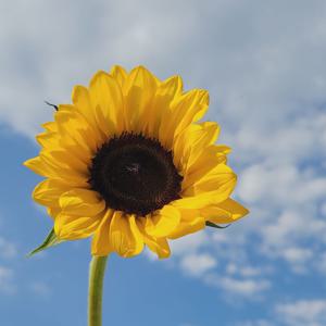 해바라기 생화 꽃다발 포장 한단 두단 농장직송