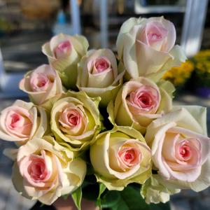 포비장미 1단 생화 생화구독