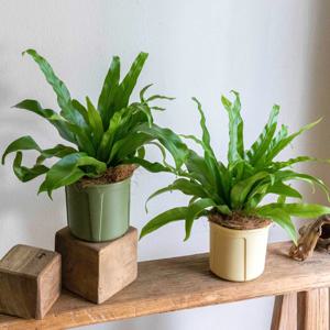 아비스고사리 키우기쉬운 행잉식물 집꾸미기