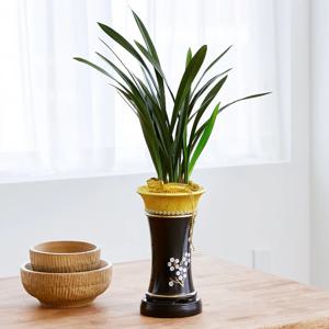 산천보세 온 산천에 새해를 알립니다 라는 꽃말을 가진 동양난 승진 취임 영전 인사이동 선물