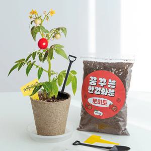 방울토마토 한컵화분 씨앗 새싹 재배 키우기 세트 DIY 키트