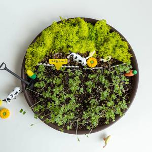 유채새싹 무럭무럭농장 씨앗 새싹 재배 키우기 세트 DIY 키트