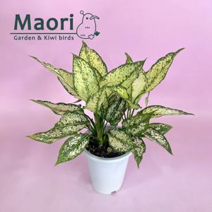 스노우사파이어 아글라오네마 아글레오네마 중품 공기정화식물 수경재배