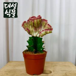춘봉 철화 유포비아 유포르비아 선인장 다육 제금관 춘봉철화 희귀