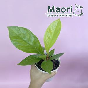 안시리움 안스리움 젬마닐 반려식물 수입 실내 플랜테리어