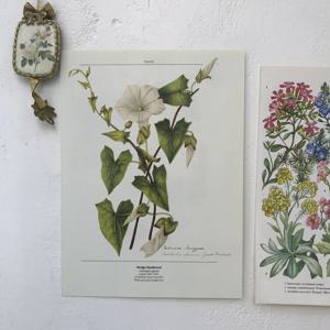 영국 식물 그린 포스터 페이퍼 Bindweed 5장 SET 벽인테리어 플랜테리어