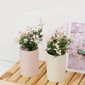 오색마삭줄  + 롱 실린더 토분 4 colors