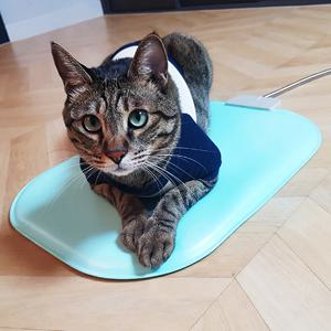 애견 온열 매트 국내생산 반려동물 강아지 고양이 안전한 전기 방석 동그라미