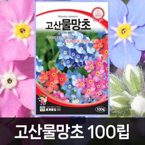 고산물망초 꽃씨앗 꽃씨 모음 가을 씨앗 종자 봄꽃 일년생 다년생 노지월동 야생화