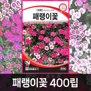 패랭이꽃 꽃씨앗 꽃씨 모음 가을 씨앗 종자 봄꽃 일년생 다년생 노지월동 야생화