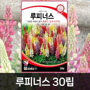 루피너스 꽃씨앗 꽃씨 모음 가을 씨앗 종자 봄꽃 일년생 다년생 노지월동 야생화