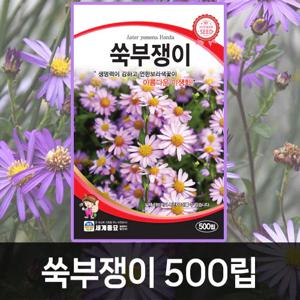 쑥부쟁이 꽃씨앗 꽃씨 모음 가을 씨앗 종자 봄꽃 일년생 다년생 노지월동 야생화