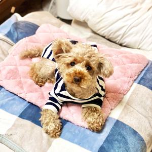 애견 온열 매트 국내생산 반려동물 강아지 고양이 안전한 전기 방석 네모