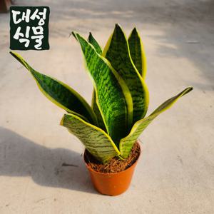 산세베리아 슈퍼바 10cm 공기정화식물 미세먼지제거 인테리어 선인장 다육