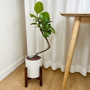 뱅갈고무나무 실내관엽식물 공기정화 청뱅갈 S자수형 중형 개업화분 축하화분