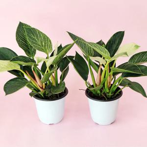 필로덴드론 버킨 무늬 콩고 실내 공기정화 집에서 키우기 쉬운 식물