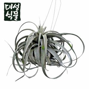 세로그라피카 실내 공기정화 행잉 희귀 식물