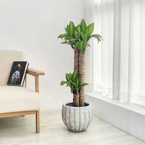 행운목 북유럽 펌킨화분 1size/ 2colors 인테리어식물 개업화분