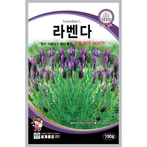 라벤더 100립 허브씨앗 종자 허브꽃 다년생 관상용