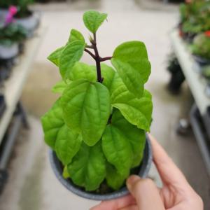 클레로덴드론 덴드롱 야생화 꽃 인테리어 공기정화식물