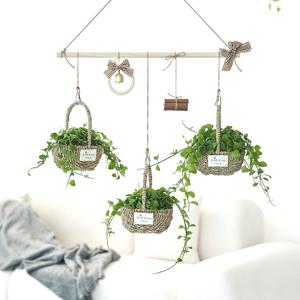 디시디아 행잉플랜트 실내공기정화식물 라탄바구니가랜드