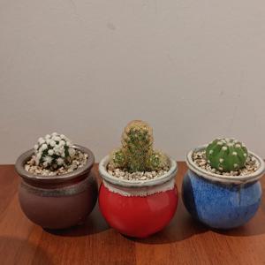 귀여운 선인장 3종세트