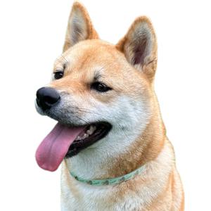 반려동물 해충방지 진드기 목걸이 벌레퇴치제 목줄