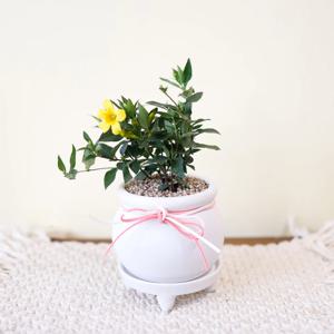 개나리자스민 캐롤라이나 자스민 키우기 향기나는 노란 봄 꽃 화분