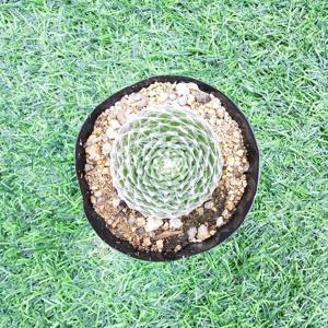 거미바위솔 다육식물 선인장 화분 키우기