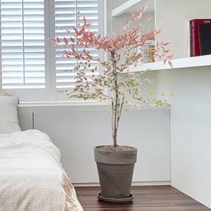 남천 독일토분 독일토분 바솔트화분 2size 실내공기정화식물 인테리어식물 플랜테리어