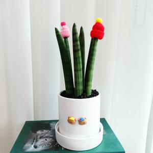 스투키 털모자 곰돌이 장식이 있는 13cm화이트 화분세트 개업화분 승진 집들이 거실화분