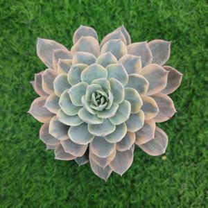 섭세실리스금 다육식물 선인장 화분 키우기