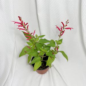 파인애플세이지 허브키우기