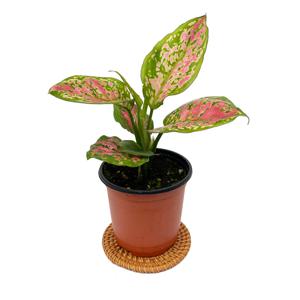 아글라오네마 레이디 발렌타인 모종 반려 식물 키우기