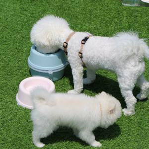 강아지 밥그릇 대형견 물그릇 고양이 식탁 휴대용 캠핑 그릇 식기 파미고펫