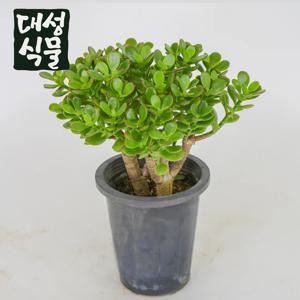 다육이 꽃 염좌 염자 중대품 화분