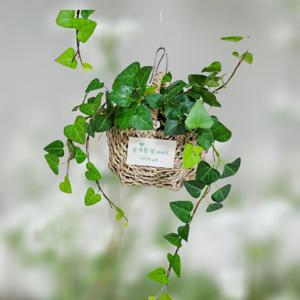 아이비 라탄바구니 행잉플랜트 키우기쉬운식물