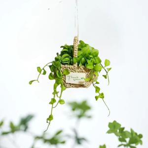 디시디아 라탄바구니 행잉플랜트 실내공기정화식물