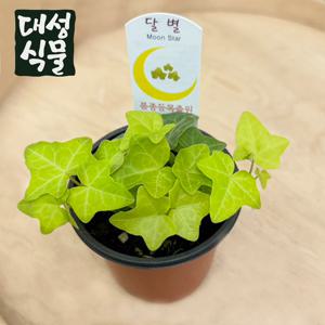 무늬달별아이비 문스타 무늬 아이비 넝쿨 덩굴 공기정화