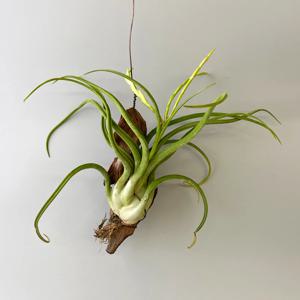 틸란드시아 카풋 메두사 - 싱그러운 매력의 통통한 공기정화 행잉플랜트 공중식물 유목 세트